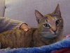 Gracie - Photo 1