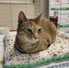 Gracie - Photo 1