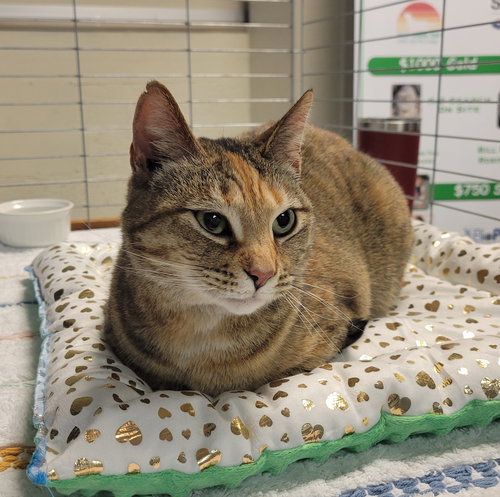 Gracie, an adoptable Domestic Short Hair in Knoxville, TN