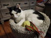 adoptable Cat in Knoxville, TN named Angel