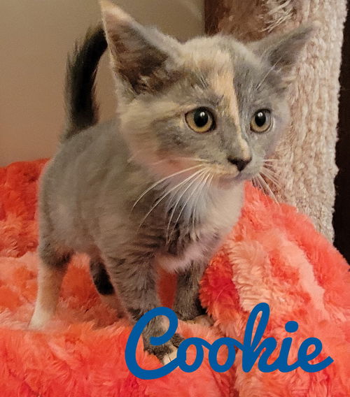 picture of the cat needing adoption