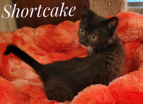 picture of the cat needing adoption