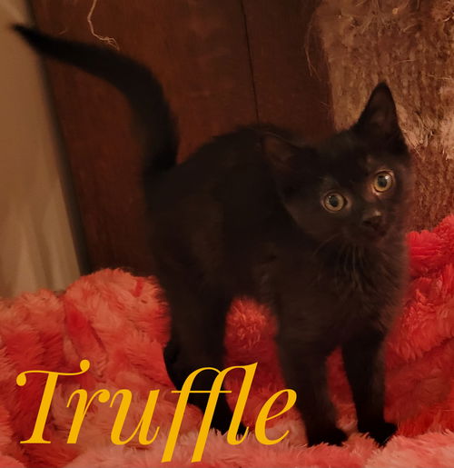 picture of the cat needing adoption
