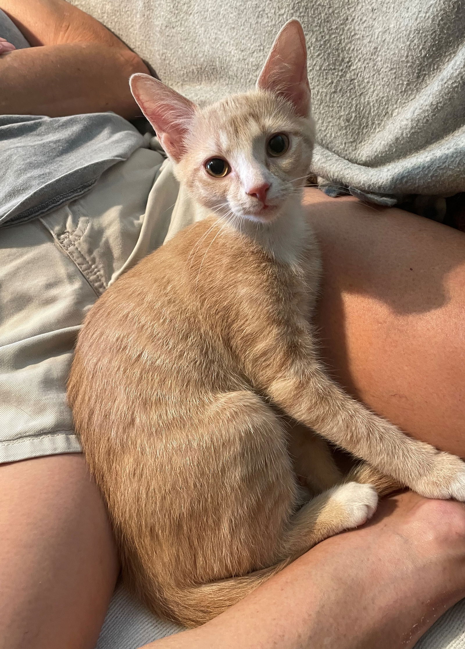 adoptable Cat in Knoxville, TN named Dewey