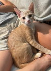 adoptable Cat in Knoxville, TN named Dewey
