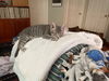 adoptable Cat in Knoxville, TN named Theo