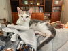 adoptable Cat in Knoxville, TN named Vera