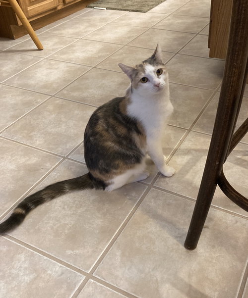 VERA - Domestic Short Hair available for adoption