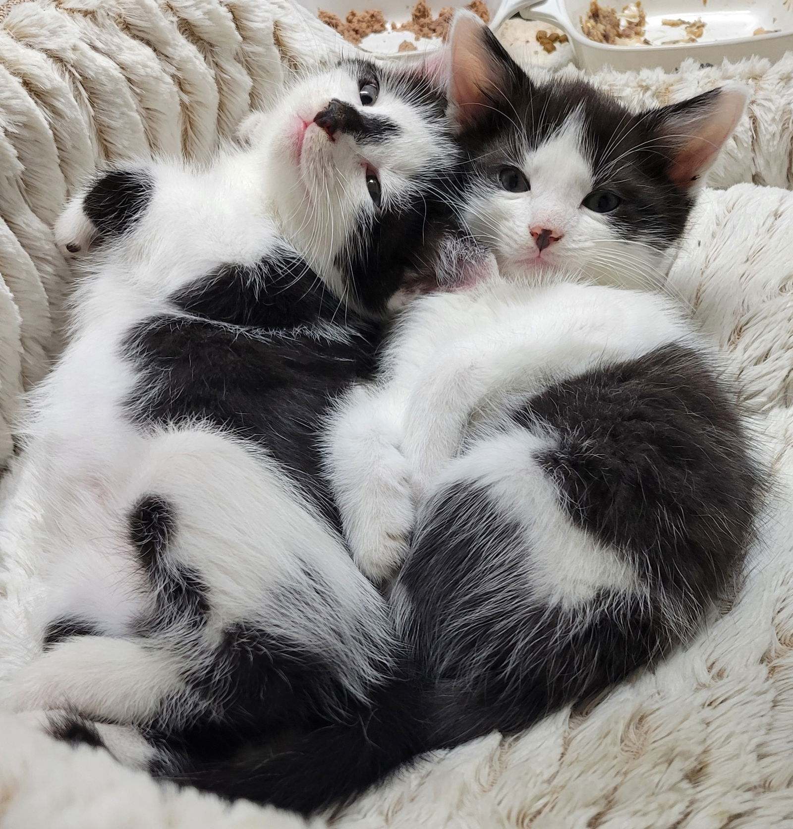 adoptable Cat in Knoxville, TN named Alfred Angus and Hunter Holstein
