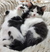 adoptable Cat in Knoxville, TN named Alfred Angus and Hunter Holstein