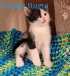 adoptable Cat in Knoxville, TN named Waylan Wagyu and Hugh Highland