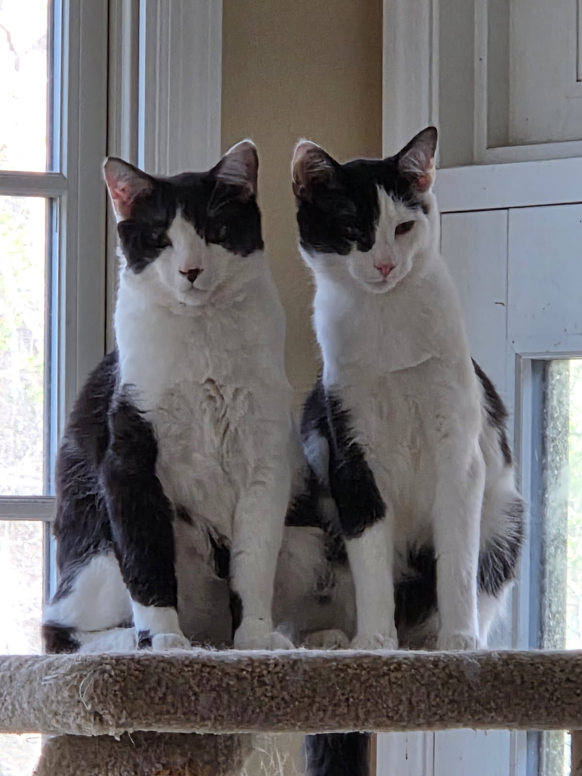 Waylon Wagyu and Hugh Highland Image