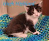 adoptable Cat in Knoxville, TN named Hugh Highland and Waylan Wagyu