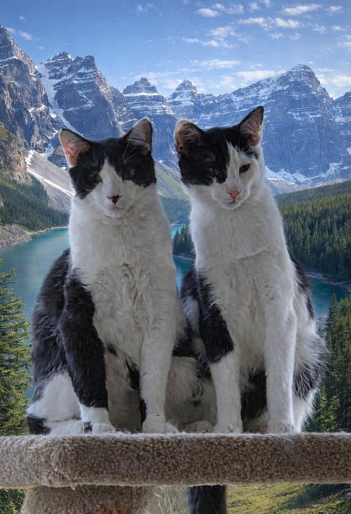 Hugh Highland and Waylan Wagyu, an adoptable Domestic Short Hair in Knoxville, TN