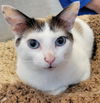 adoptable Cat in  named Miranda
