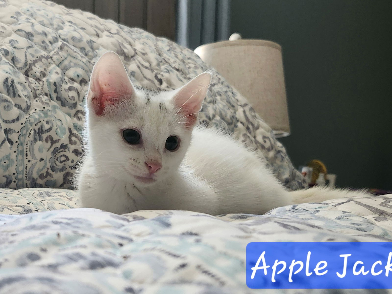 adoptable Cat in Knoxville, TN named Apple Jack and Cheerio