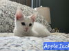 adoptable Cat in Knoxville, TN named Apple Jack and Cheerio