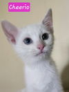 adoptable Cat in Knoxville, TN named Cheerio and Apple Jack