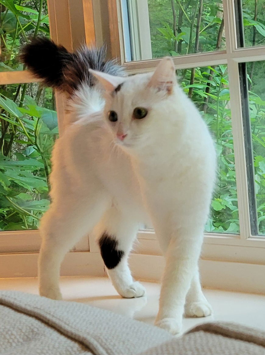 adoptable Cat in Knoxville, TN named Winnie