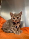 adoptable Cat in Knoxville, TN named Elias