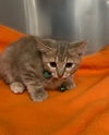 adoptable Cat in Knoxville, TN named Mary