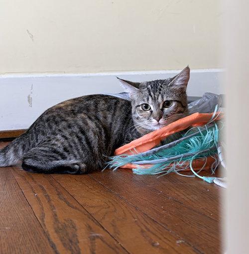 picture of the cat needing adoption