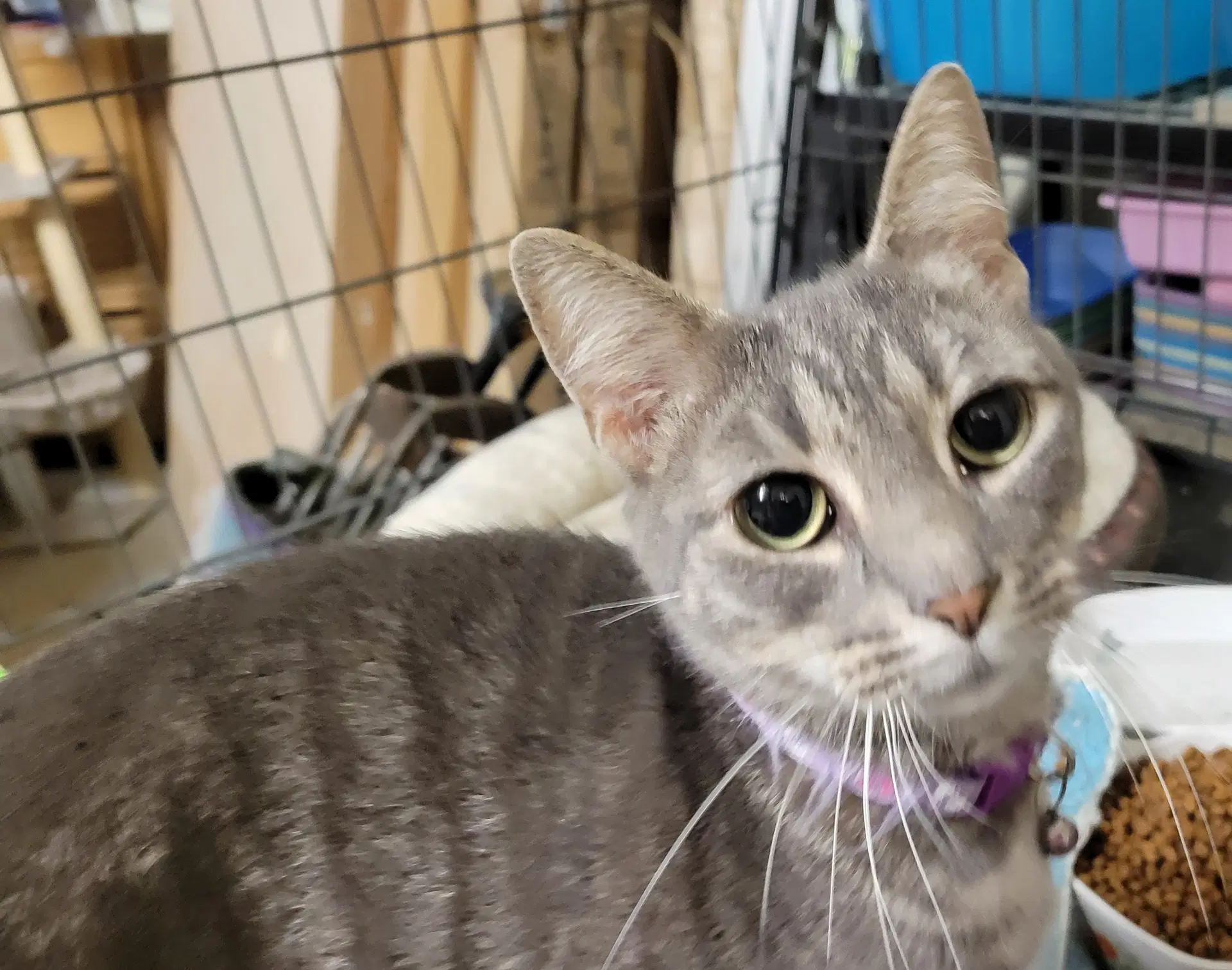 Sunny - Domestic Short Hair