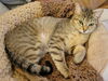 adoptable Cat in Knoxville, TN named Bluebell