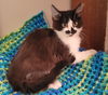 adoptable Cat in  named Christie