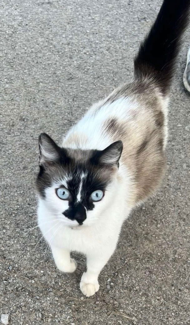adoptable Cat in Knoxville, TN named Iman