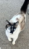 adoptable Cat in Knoxville, TN named Iman