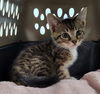 adoptable Cat in Knoxville, TN named Elsie
