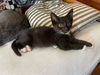 adoptable Cat in Knoxville, TN named Berry