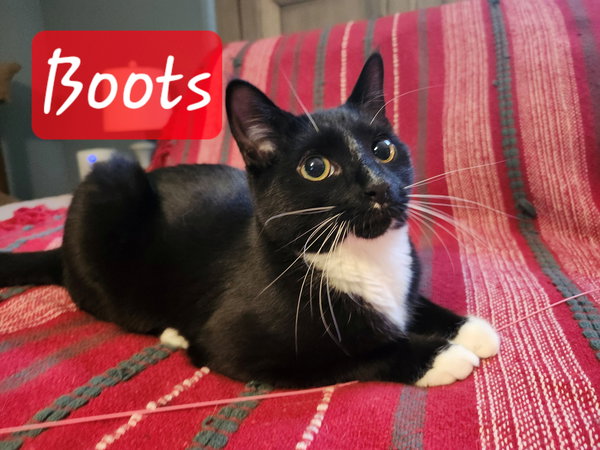 Boots