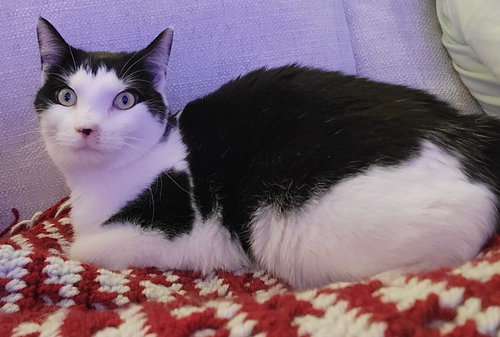 CALVIN - Domestic Short Hair available for adoption