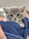 adoptable Cat in  named Valentina