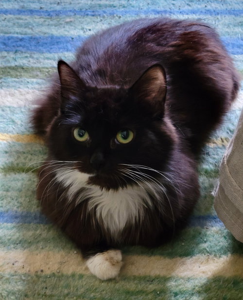 picture of the cat needing adoption