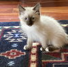 adoptable Cat in , TN named Piglet