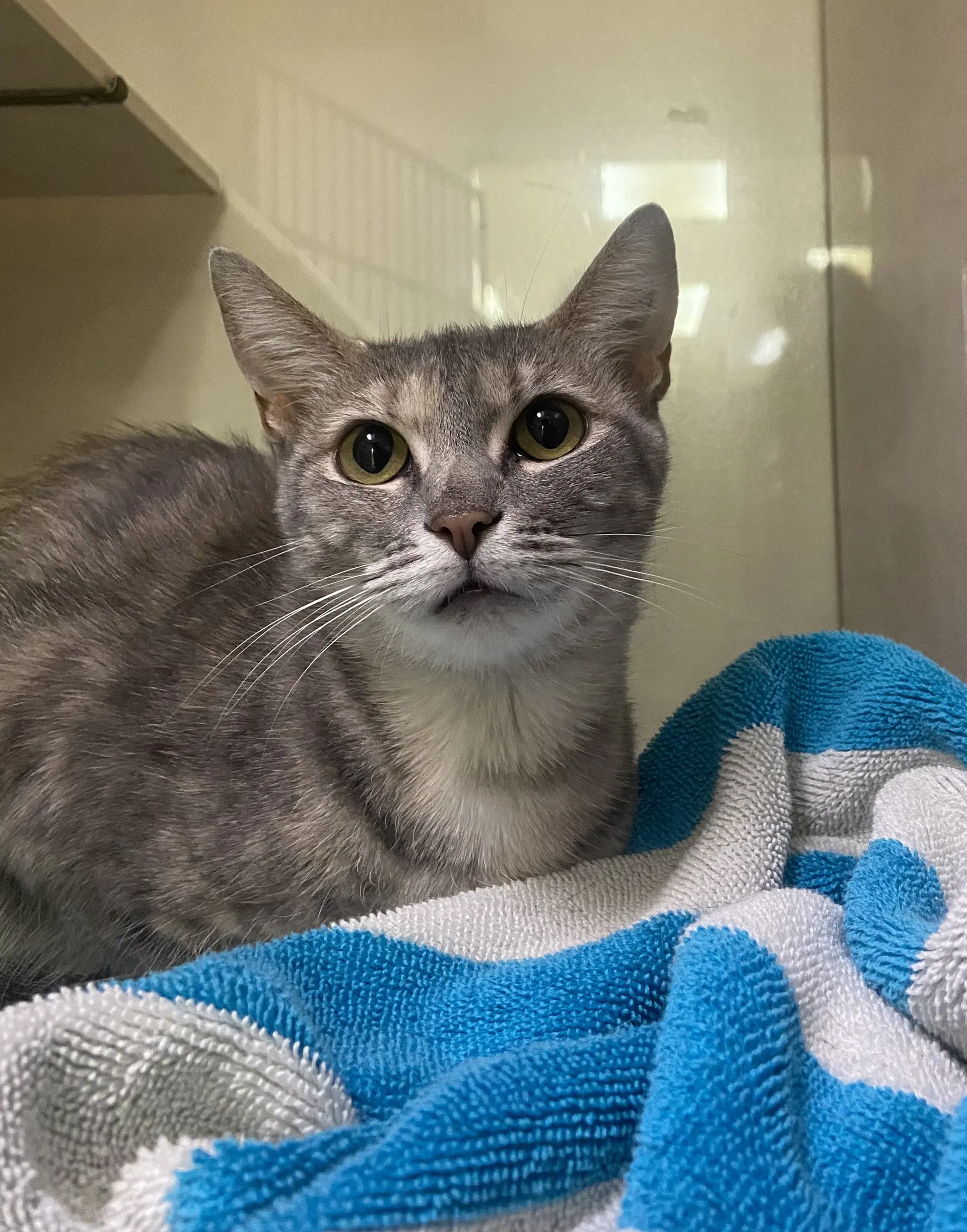 Little - Domestic Short Hair