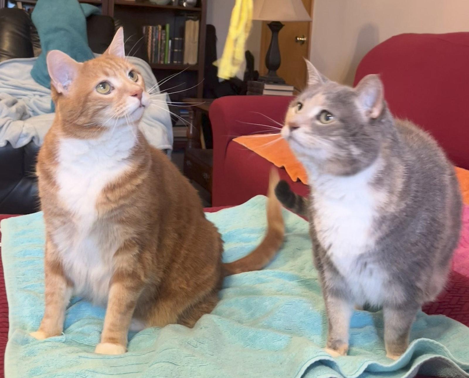 Boots and Simba