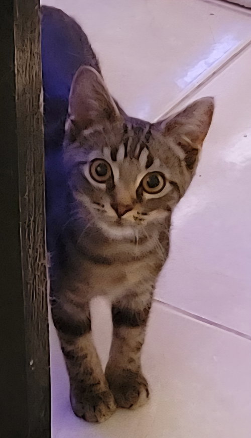 picture of the cat needing adoption