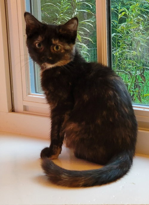 picture of the cat needing adoption