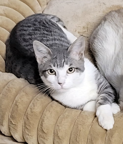 SEASHELL - Domestic Short Hair available for adoption