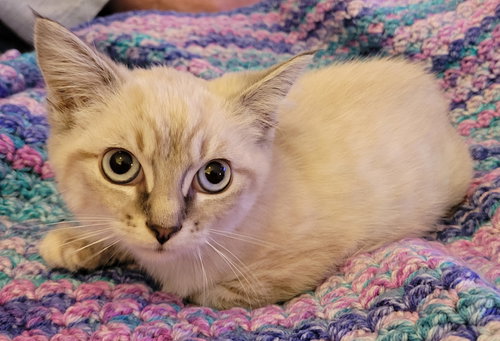 picture of the cat needing adoption