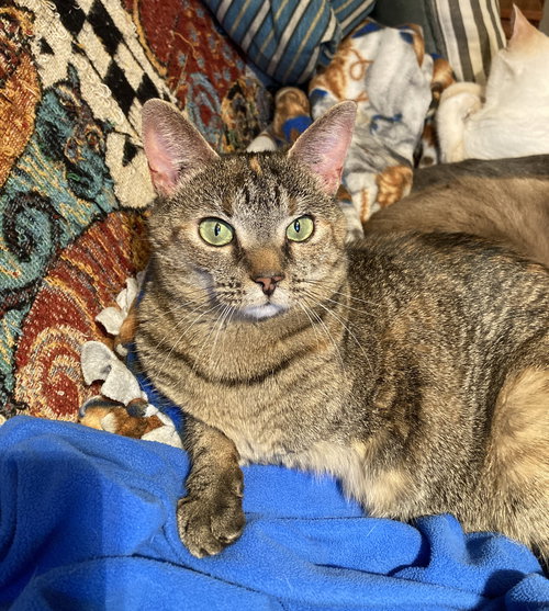 SKIPPY - Domestic Short Hair available for adoption