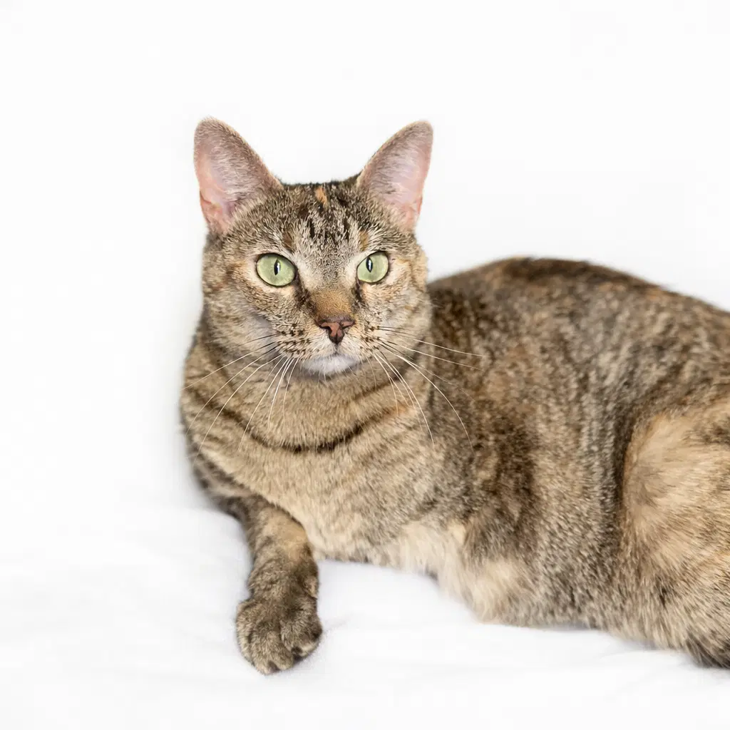 Skippy - Domestic Short Hair