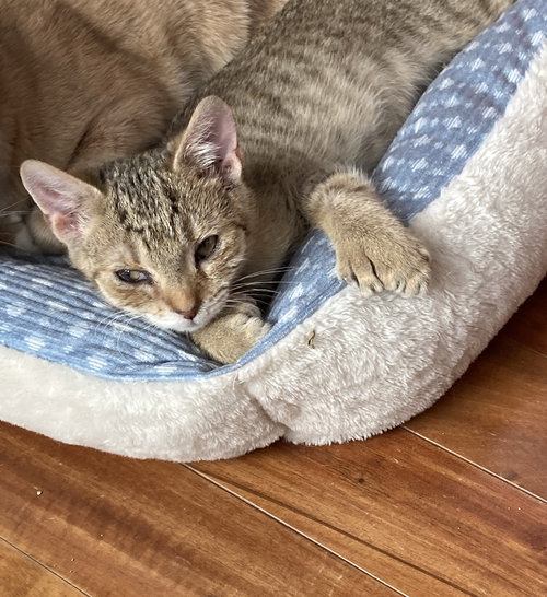 picture of the cat needing adoption