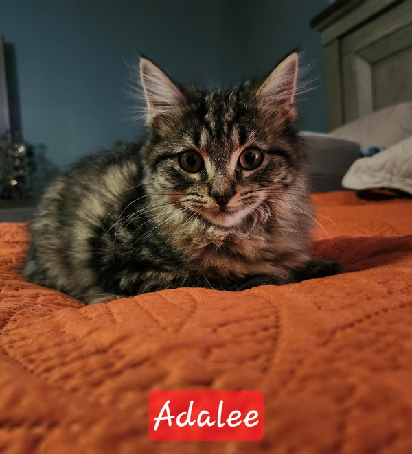 Adalee