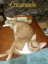 Creamsicle - Photo 1