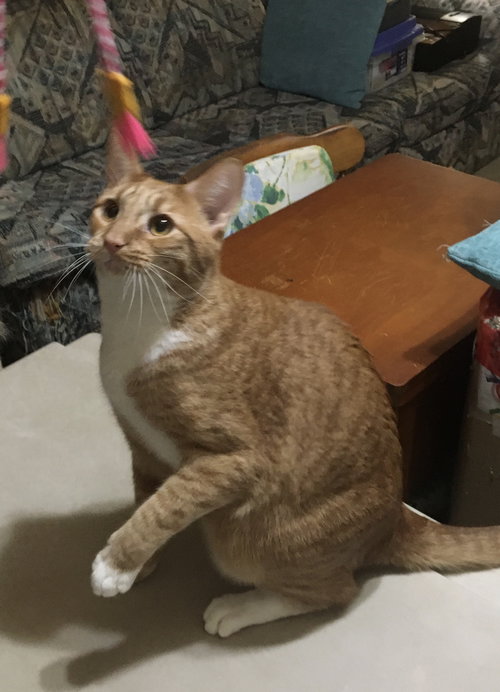 CREAMSICLE - Domestic Short Hair available for adoption